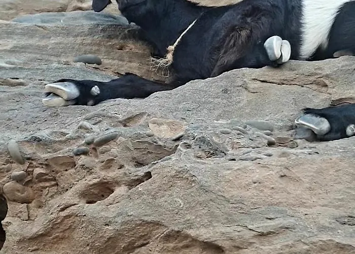 Tortuga House Appartement